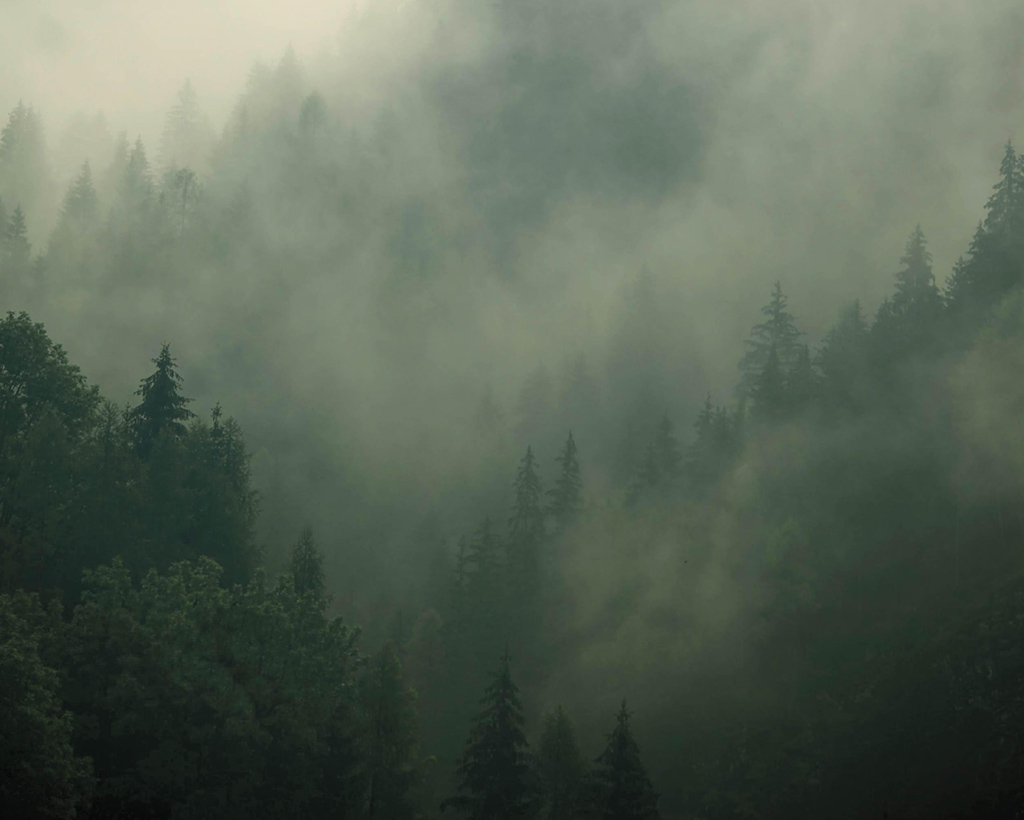 POLYPORE – Forest At Your Home